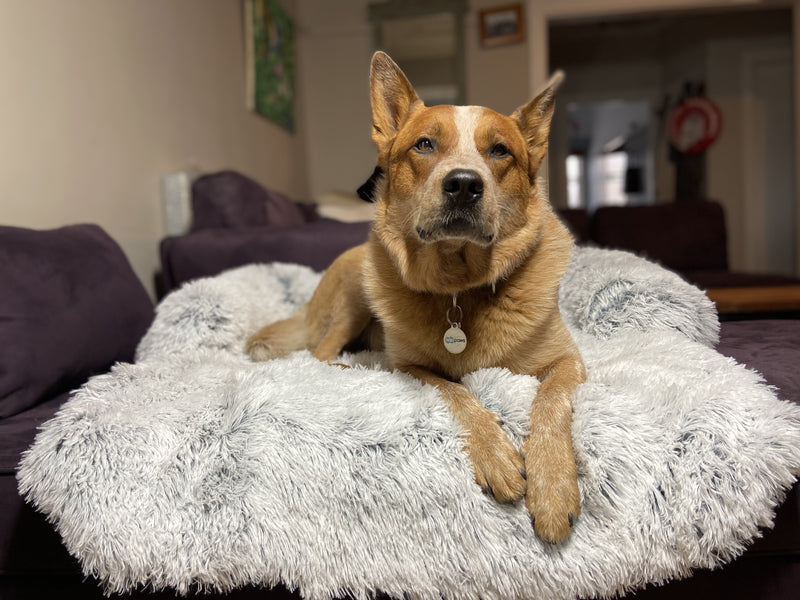 Calming Couch Protector