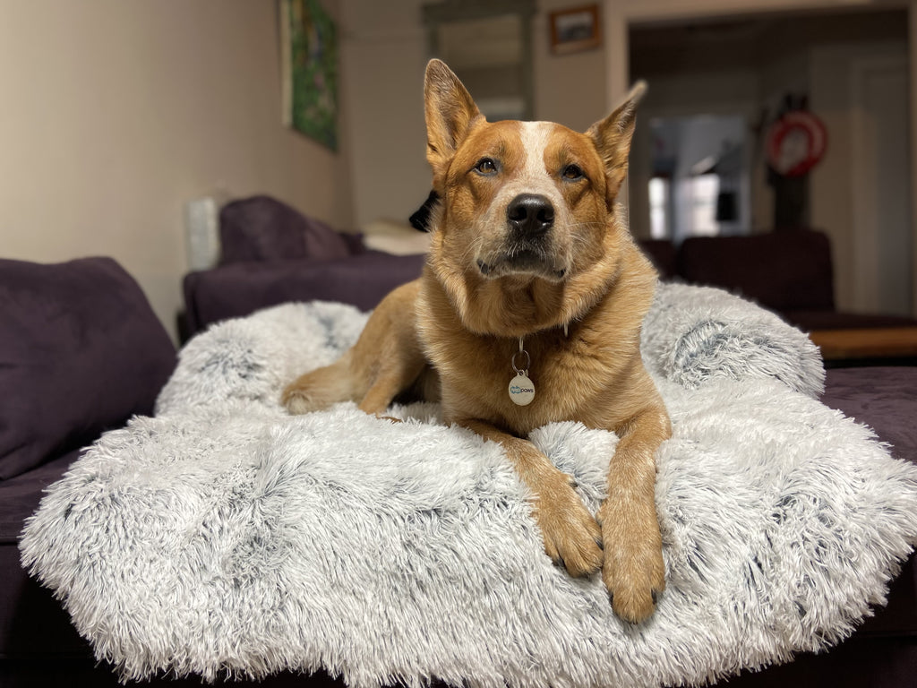Calming Couch Protector