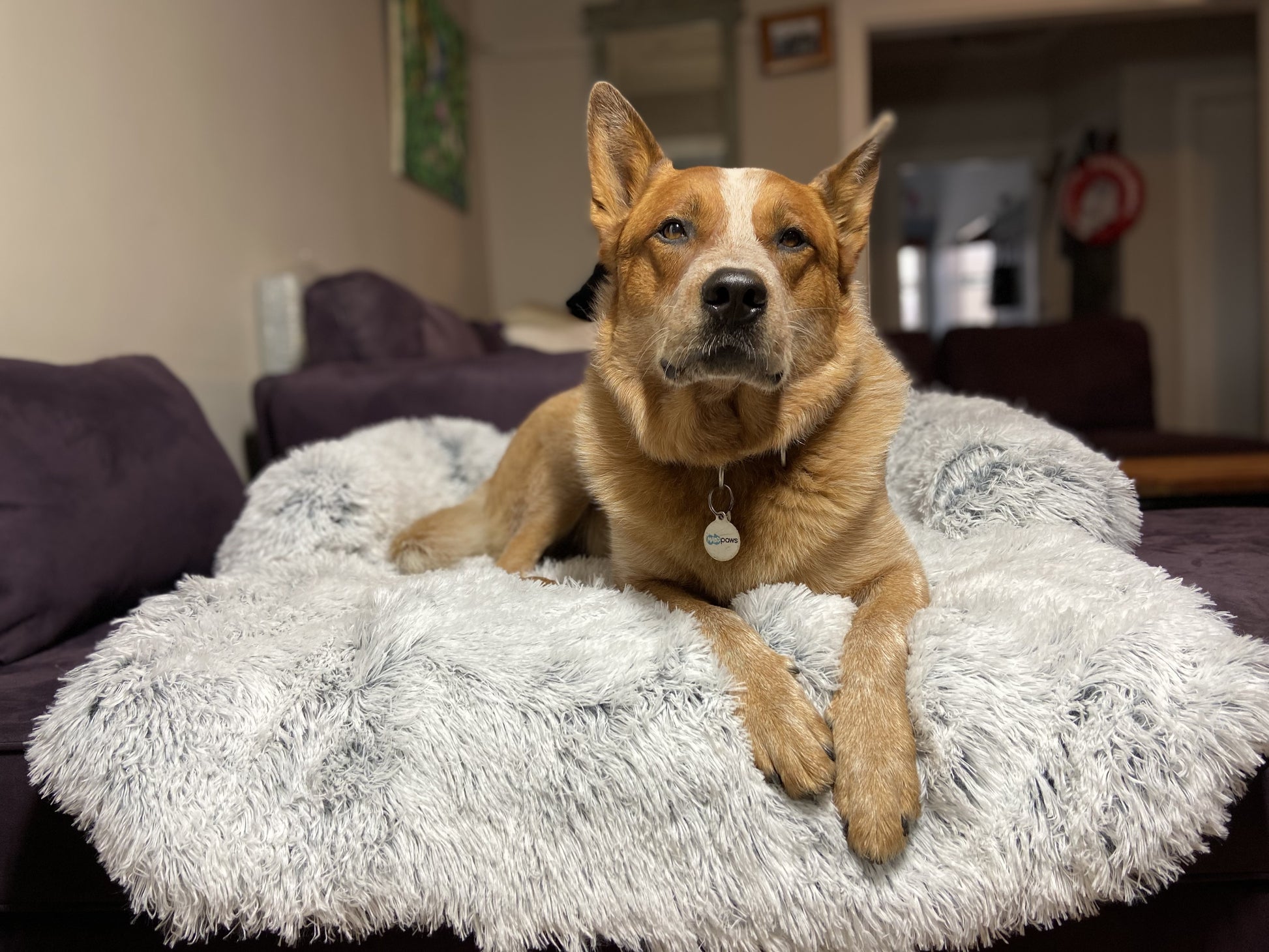 Calming Couch Protector